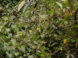 Image result for Dumasia