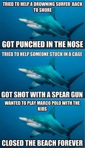 Funny Sharks Sharks Funny Misunderstood Shark Shark Meme