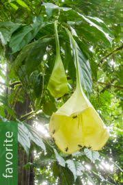 Image result for Gardenia imperialis