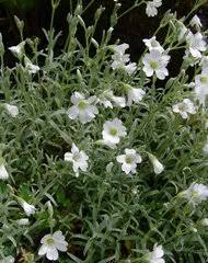 Image result for Cerastium afromontanum
