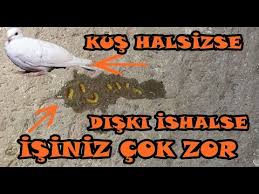 E Coli Olan Hasta Guvercinlerim Youtube
