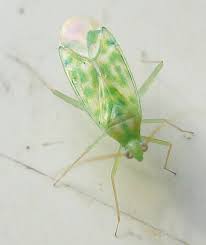 Image result for Orthochilus milnei