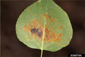 Image result for Pycreus melas