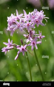 Image result for Tulbaghia alliacea
