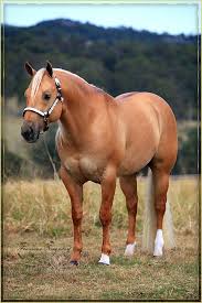 What Is The Most Popular Horse Breed For Reining Horseriding Horserider Equine Crown K Lil Hollywood Jac Imp Aqha Horses Reining Horses Palomino Horse