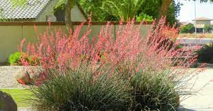 How To Grow And Care For A Red Yucca World Of Succulents Yucca Plant Desert Garden Yucca Plant Care