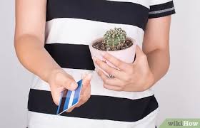 I don't think you need a permit to move a saguaro from your own yard. How To Buy Saguaro Cactus 4 Steps With Pictures Wikihow