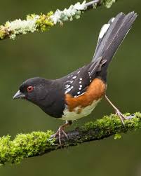 Birds Of Eastern North America Puzzle Spotted Towhee Pipilo Maculatus Get Your Golf Equipment At Golf Usa Www Golfusa Co Za Backyard Birds Beautiful Birds Wild Birds