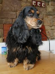 Cocker Anglais Taly Des Deux Camelias 3 Cocker Spaniel English Cocker Spaniel Spaniel