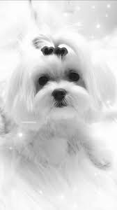 Black And White Maltese Puppy Beautiful Maltese Maltese Puppy Teacup Puppies Maltese Maltese Dogs