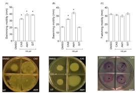 Image result for Platostoma rotundifolium