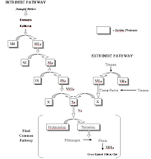 Image result for Common Clotting Pathway