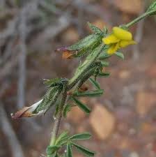 Image result for Melolobium