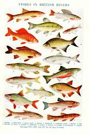 Fish Print British River And Lake Fish Carp Bream Minnow Types Of Fish Fish Print Fish Image Of Fish