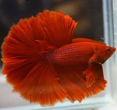 Betta Fish Super Red Over Halfmoon Ohm Male Betta Fish Bettafish Betta Betta Fish Beautiful Fish