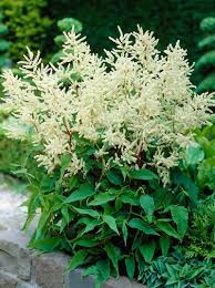 Persicaria Polymorpha Himalaya Knoterich Pflanzen Mehrjahrige Pflanzen Knoterich