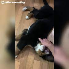 Vca alameda east veterinary hospital provides 24 hour emergency veterinary care, 7 days a week, 365 days a year. Marina Village Veterinary Home Facebook