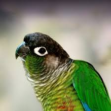 Bird pet shop near me. Green Cheeked Conure Personality Food Care Pet Birds By Lafeber Co