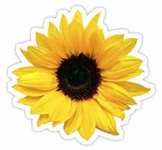 Himawari no yakusoku (ひまわりの約束） storyline. Image Result For Sunflower Aesthetic Bunga Matahari Menggambar Bunga Matahari Bunga