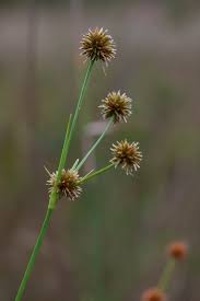 Image result for Rhynchospora holoschoenoides
