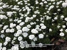 Because the leaves stay green throughout the winter, candytuft provides interest throughout the year. Iberis Sempervirens Evergreen Candytuft Youtube