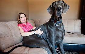 Ter o maior cachorro do mundo é algo como ter um companheirismo gigante ao seu lado. Pin Em Curiosidades Curiosities