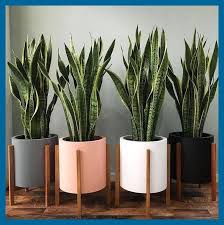 Decoracion con plantas para interiores. Tipos De Suculentas Plantas De Serpientes Plantas Purificadoras De Aire Plantas De Tipo Suculento Plantas Suc Plant Decor Indoor Plant Decor House Plants Decor