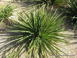 Image result for Yucca