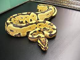 Maybe you would like to learn more about one of these? Puzzle Back Yellow Belly Morph List World Of Ball Pythons