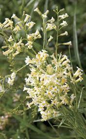 Image result for Freylinia