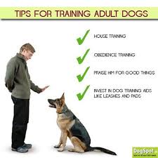 Pin On Know How To Train Your Dog