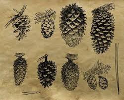 Pinecone Pomme De Pin Ou Pigne De Pin Illu Pomme De Pin Illustration Et Illustration Botanique