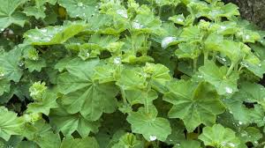 Image result for Alchemilla kiwuensis