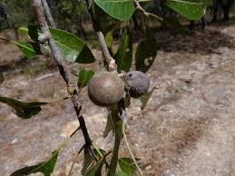 Image result for Uapaca nitida