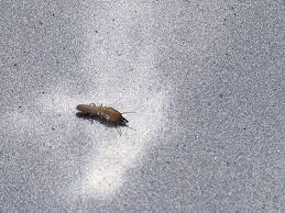 Based in currumbin our flexible service ranges include northern gold coast up to. The Most Destructive Termites In Seq Advice And Identification On The Most Destructive Termites In Seq Subterranean Termites Or White Ants Are A Highly Destructive Timber Pest Causing Severe