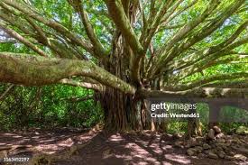 Image result for Ficus chirindensis