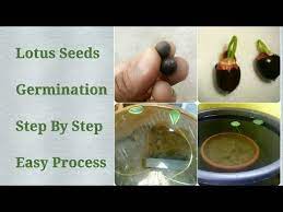 How To Plant Lotus At Home With Roots Collection Youtube Lotus Plant Pollinator Garden Succulent Gardening