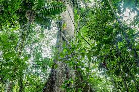 Facts And Info On Ayahuasca Dmt
