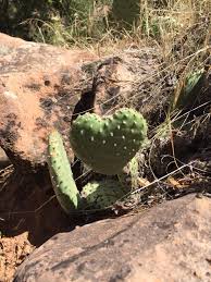 One of them has reserveable sites. I Found This Heart Shaped Cactus In Zion National Park Last Week Mildlyinteresting