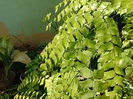 Image result for Adiantum incisum