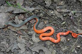 Check spelling or type a new query. Diadophis Punctatus The Reptile Database