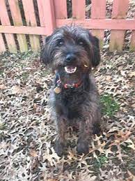 Review how much wirehaired pointing griffon puppies for sale sell for below. Cash Wirehaired Pointing Griffon Adult Male For Sale In New Oxford Pennsylvania Classified Americanlisted Com