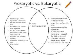 Prokaryotes Vs Eukaryotes Worksheet In 2020 Prokaryotes Vs Eukaryotes Prokaryotes Eukaryotic Cell