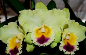 Image result for Thunbergia graminifolia