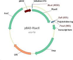 Quintarabio has been providing the highest quality sanger dna sequencing services to the life science research community since 2005. Information Page For Rluc8 Rluc8 6 535 Rluc7 521 And Other Variants Of Rluc