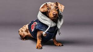 Get well soon feel like poo luxury gift box $ 46.99. Twenty Two Christmas Gifts For Dog Lovers British Gq