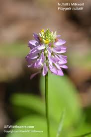 Image result for Polygala