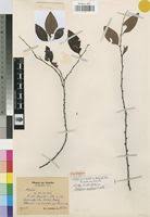 Image result for Diospyros mafiensis