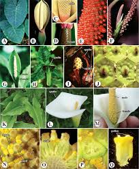 Image result for Digitaria gymnostachys