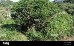 Image result for Clausena anisata